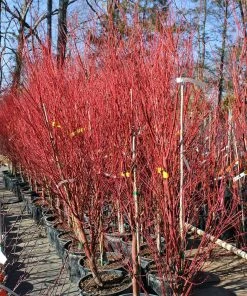 Brighter Blooms Coral Bark Japanese Maple Tree 11 Brighter Blooms Coral Bark Japanese Maple Tree
