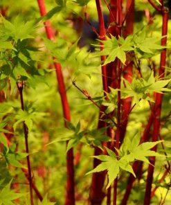 Brighter Blooms Coral Bark Japanese Maple Tree