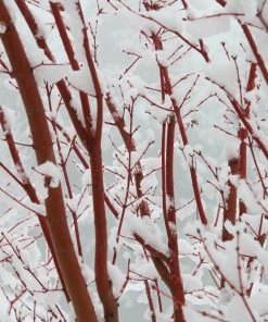 Brighter Blooms Coral Bark Japanese Maple Tree 10 Brighter Blooms Coral Bark Japanese Maple Tree