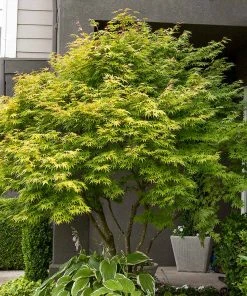 Brighter Blooms Coral Bark Japanese Maple Tree 8 Brighter Blooms Coral Bark Japanese Maple Tree