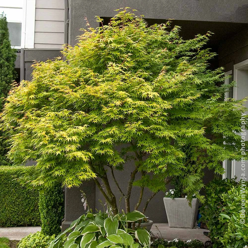 Brighter Blooms Coral Bark Japanese Maple Tree 3 Brighter Blooms Coral Bark Japanese Maple Tree