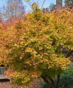 Brighter Blooms Coral Bark Japanese Maple Tree 9 Brighter Blooms Coral Bark Japanese Maple Tree