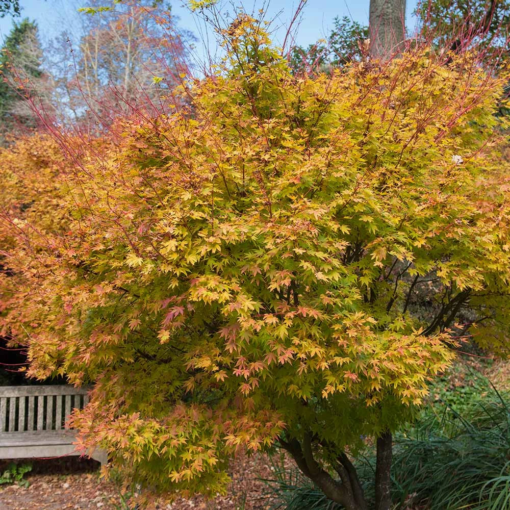Brighter Blooms Coral Bark Japanese Maple Tree 4 Brighter Blooms Coral Bark Japanese Maple Tree