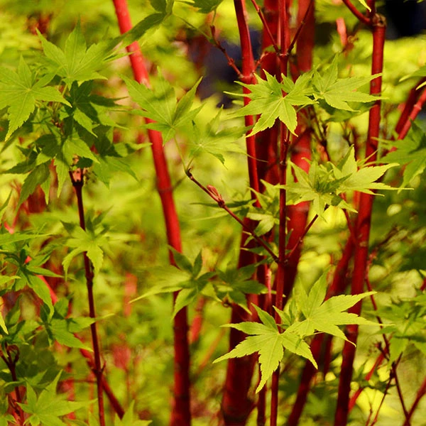 Brighter Blooms Coral Bark Japanese Maple Tree 1 Brighter Blooms Coral Bark Japanese Maple Tree