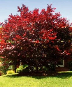 Brighter Blooms Emperor Japanese Maple Tree 9 Brighter Blooms Emperor Japanese Maple Tree