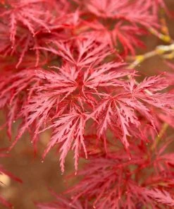 Brighter Blooms Red Dragon Japanese Maple Tree