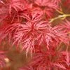 Brighter Blooms Red Dragon Japanese Maple Tree