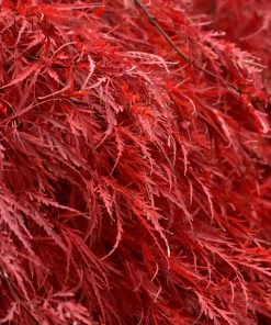 Brighter Blooms Tamukeyama Japanese Maple Tree 8 Brighter Blooms Tamukeyama Japanese Maple Tree