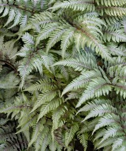 Brighter Blooms Japanese Painted Fern Shrubs & Hedges 6 Brighter Blooms Japanese Painted Fern Shrubs & Hedges