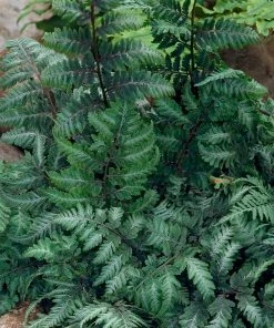 Brighter Blooms Japanese Painted Fern Shrubs & Hedges 7 Brighter Blooms Japanese Painted Fern Shrubs & Hedges