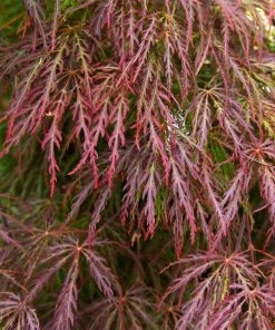 Brighter Blooms Red Select Japanese Maple 8 Brighter Blooms Red Select Japanese Maple