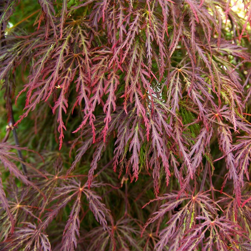 Brighter Blooms Red Select Japanese Maple 4 Brighter Blooms Red Select Japanese Maple