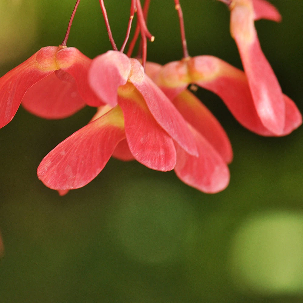 Brighter Blooms Red Select Japanese Maple 5 Brighter Blooms Red Select Japanese Maple