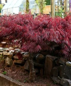 Brighter Blooms Red Select Japanese Maple 7 Brighter Blooms Red Select Japanese Maple