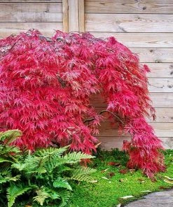 Brighter Blooms Red Select Japanese Maple