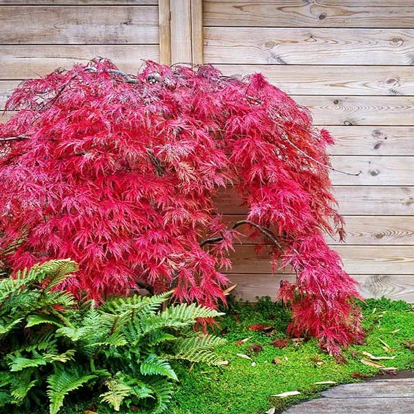 Brighter Blooms Red Select Japanese Maple 1 Brighter Blooms Red Select Japanese Maple