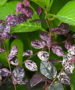 Brighter Blooms Shrubs & Hedges Jazz HandsĀ® Variegated Loropetalum