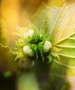 Brighter Blooms Jefferson Hazelnut Tree New Trees 9 Brighter Blooms Jefferson Hazelnut Tree New Trees