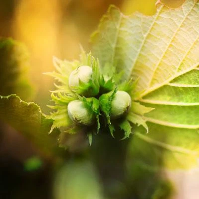 Brighter Blooms Jefferson Hazelnut Tree New Trees 5 Brighter Blooms Jefferson Hazelnut Tree New Trees