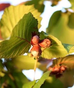 Brighter Blooms Jefferson Hazelnut Tree New Trees 8 Brighter Blooms Jefferson Hazelnut Tree New Trees