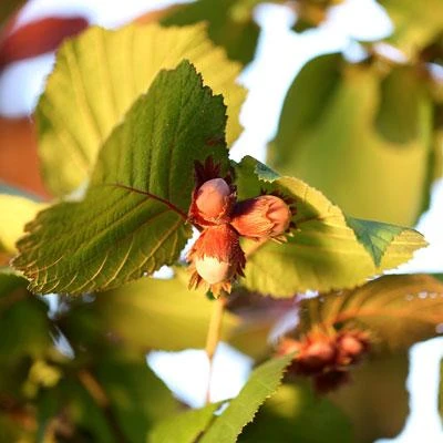 Brighter Blooms Jefferson Hazelnut Tree New Trees 4 Brighter Blooms Jefferson Hazelnut Tree New Trees
