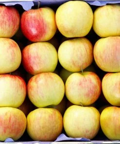 Brighter Blooms Jonagold Apple Tree Fruit Trees 6 Brighter Blooms Jonagold Apple Tree Fruit Trees