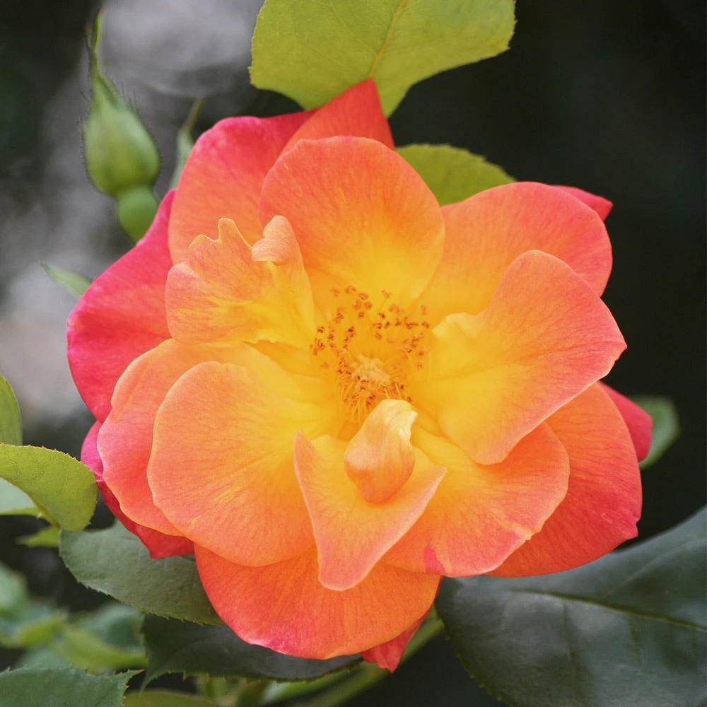 Brighter Blooms Joseph's Coat Climbing Rose Roses 3 Brighter Blooms Joseph's Coat Climbing Rose Roses