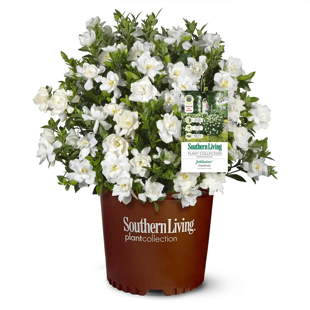 Brighter Blooms Shrubs & Hedges Jubilation Gardenia Shrub 3 Brighter Blooms Shrubs & Hedges Jubilation Gardenia Shrub