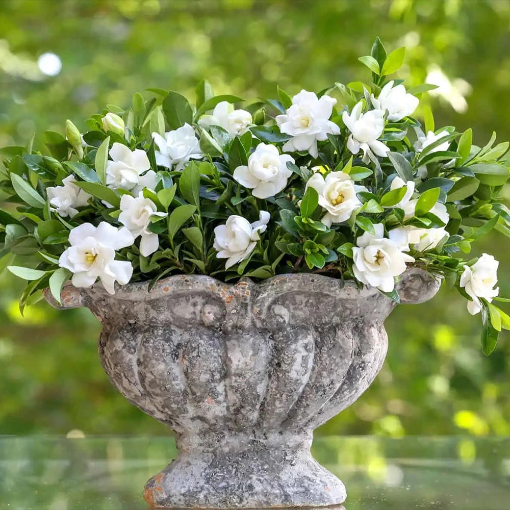 Brighter Blooms Shrubs & Hedges Jubilation Gardenia Shrub 4 Brighter Blooms Shrubs & Hedges Jubilation Gardenia Shrub