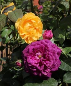Brighter Blooms Julia Child And Ebb Tide™ Two-fer® Rose Tree Roses