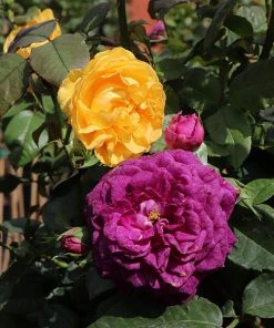 Brighter Blooms Julia Child And Ebb Tide™ Two-fer® Rose Tree Roses
