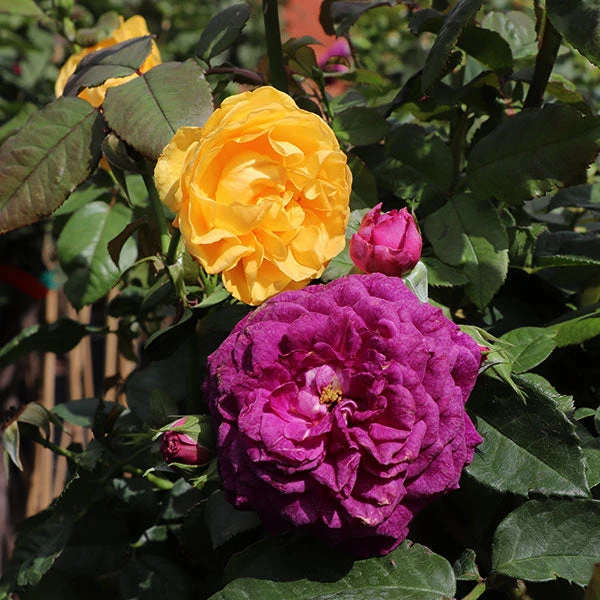 Brighter Blooms Julia Child And Ebb Tide™ Two-fer® Rose Tree Roses 1 Brighter Blooms Julia Child And Ebb Tide™ Two-fer® Rose Tree Roses