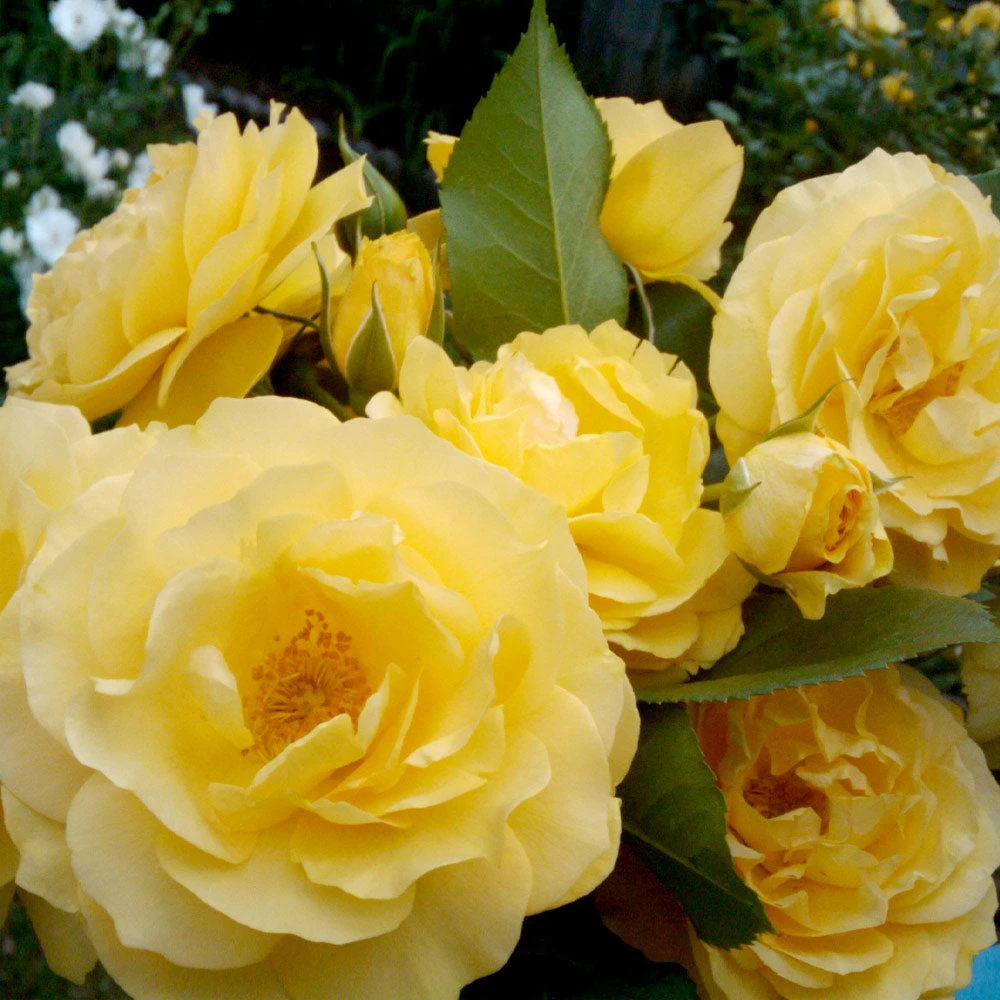 Brighter Blooms Shrubs & Hedges Julia Child Rose 2 Brighter Blooms Shrubs & Hedges Julia Child Rose