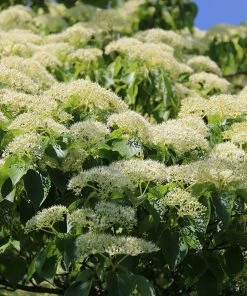 Brighter Blooms June Snow Giant Dogwood Tree Flowering Trees 6 Brighter Blooms June Snow Giant Dogwood Tree Flowering Trees