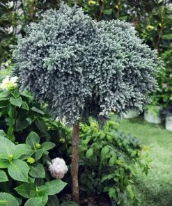 Brighter Blooms Evergreen & Privacy Blue Star Juniper Tree 6 Brighter Blooms Evergreen & Privacy Blue Star Juniper Tree