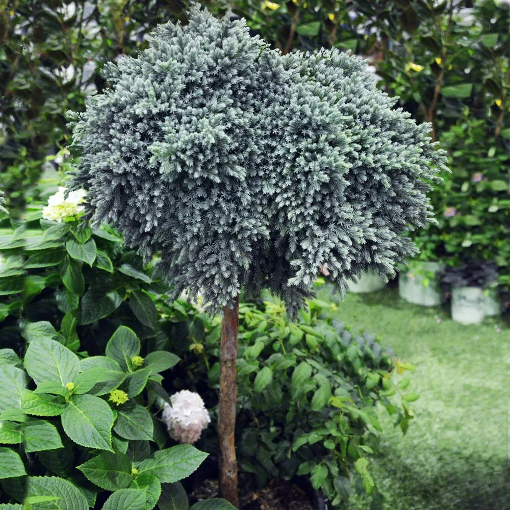 Brighter Blooms Evergreen & Privacy Blue Star Juniper Tree 3 Brighter Blooms Evergreen & Privacy Blue Star Juniper Tree