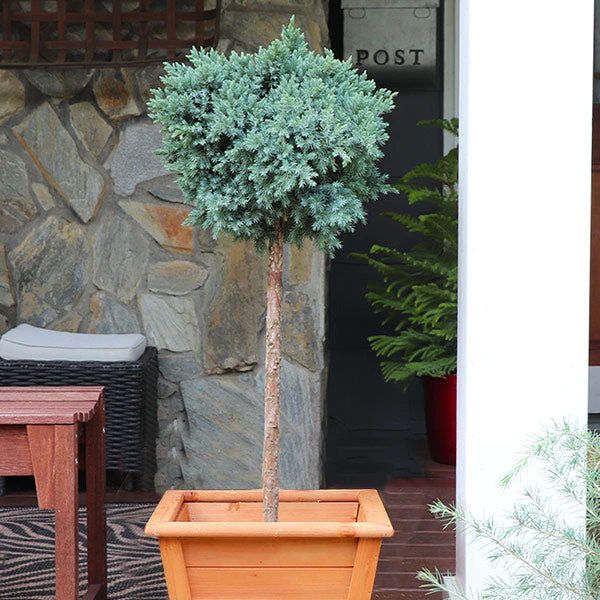 Brighter Blooms Evergreen & Privacy Blue Star Juniper Tree 1 Brighter Blooms Evergreen & Privacy Blue Star Juniper Tree