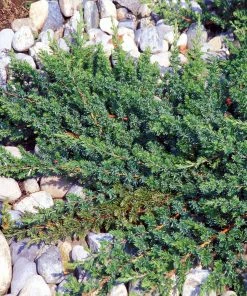 Brighter Blooms Blue Pacific Juniper Shrub Juniper Trees