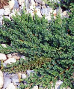 Brighter Blooms Blue Pacific Juniper Shrub Juniper Trees