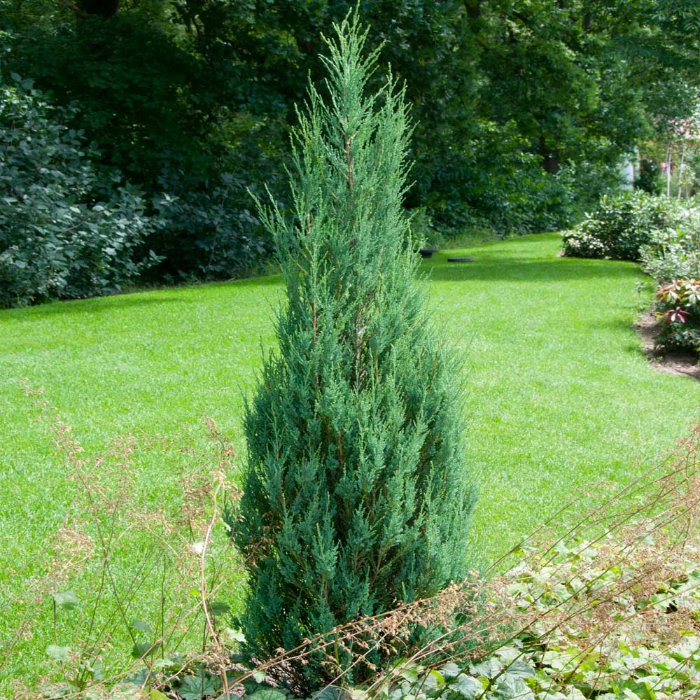 Brighter Blooms Skyrocket Juniper Tree 4 Brighter Blooms Skyrocket Juniper Tree