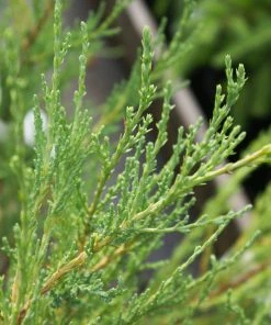 Brighter Blooms Skyrocket Juniper Tree 9 Brighter Blooms Skyrocket Juniper Tree