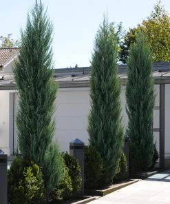 Brighter Blooms Skyrocket Juniper Tree 7 Brighter Blooms Skyrocket Juniper Tree