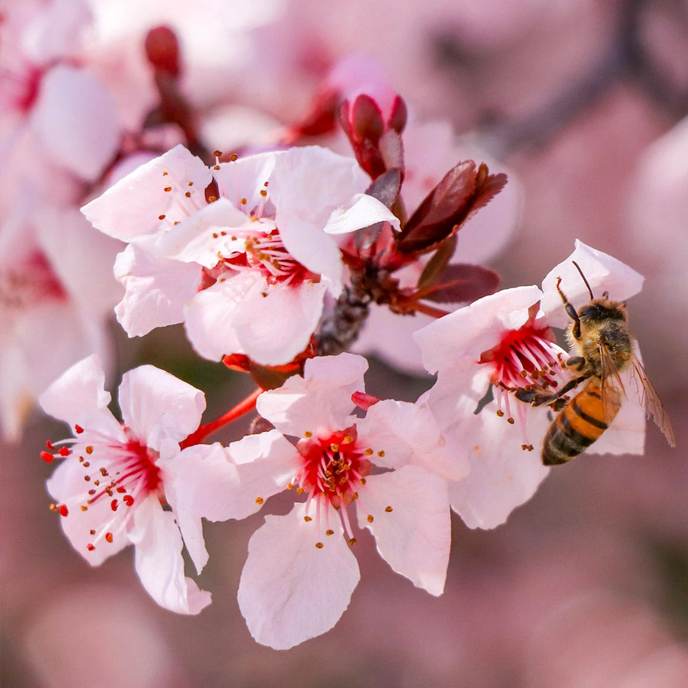 Brighter Blooms Krauter Vesuvius Flowering Plum Tree 3 Brighter Blooms Krauter Vesuvius Flowering Plum Tree