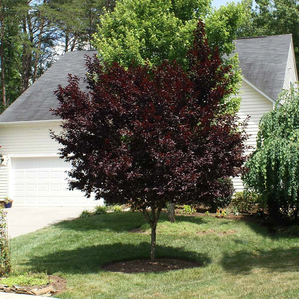 Brighter Blooms Krauter Vesuvius Flowering Plum Tree 6 Brighter Blooms Krauter Vesuvius Flowering Plum Tree
