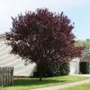 Brighter Blooms Krauter Vesuvius Flowering Plum Tree