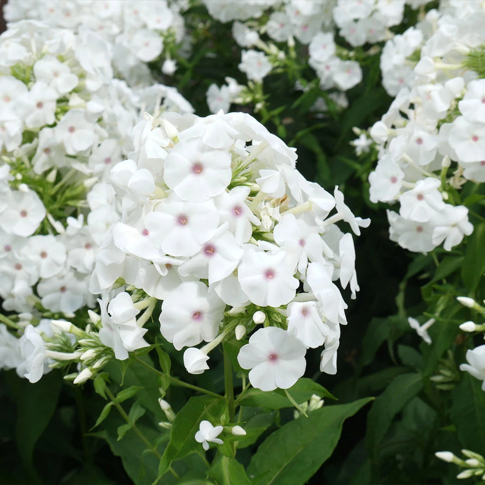 Brighter Blooms Perennials Super Ka-Pow™ White Phlox 1 Brighter Blooms Perennials Super Ka-Pow™ White Phlox