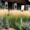 Brighter Blooms Karl Foerster Grass Ornamental Grasses