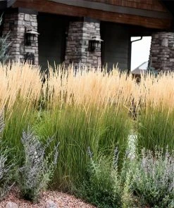 Brighter Blooms Karl Foerster Grass Ornamental Grasses