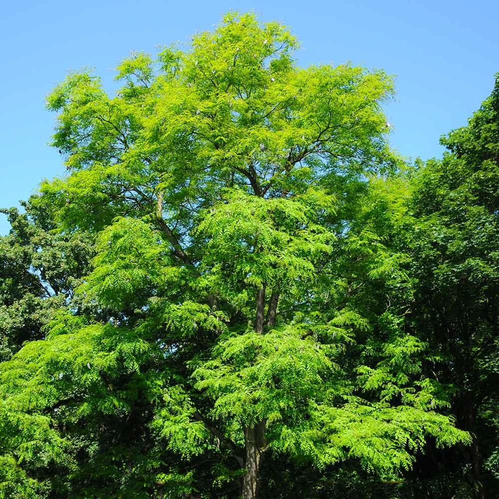 Brighter Blooms Kentucky Coffeetree Flowering Trees 2 Brighter Blooms Kentucky Coffeetree Flowering Trees