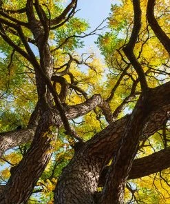 Brighter Blooms Kentucky Coffeetree Flowering Trees 6 Brighter Blooms Kentucky Coffeetree Flowering Trees